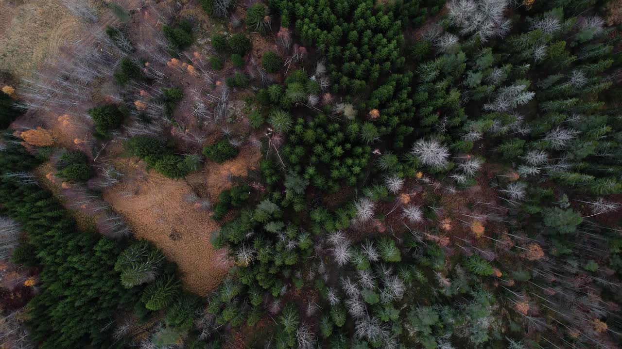 Fast ascending drone reveal above Scandinavian forest near Öregrund, Sweden, exposing vast Nordic woodland in dramatic aerial