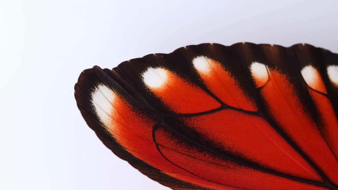 Primo piano illuminato da studio che mostra la metà destra di un'ala di farfalla vibrante arancione e nera su uno sfondo bianco tenue. Squame visibili, macchie marginali bianche