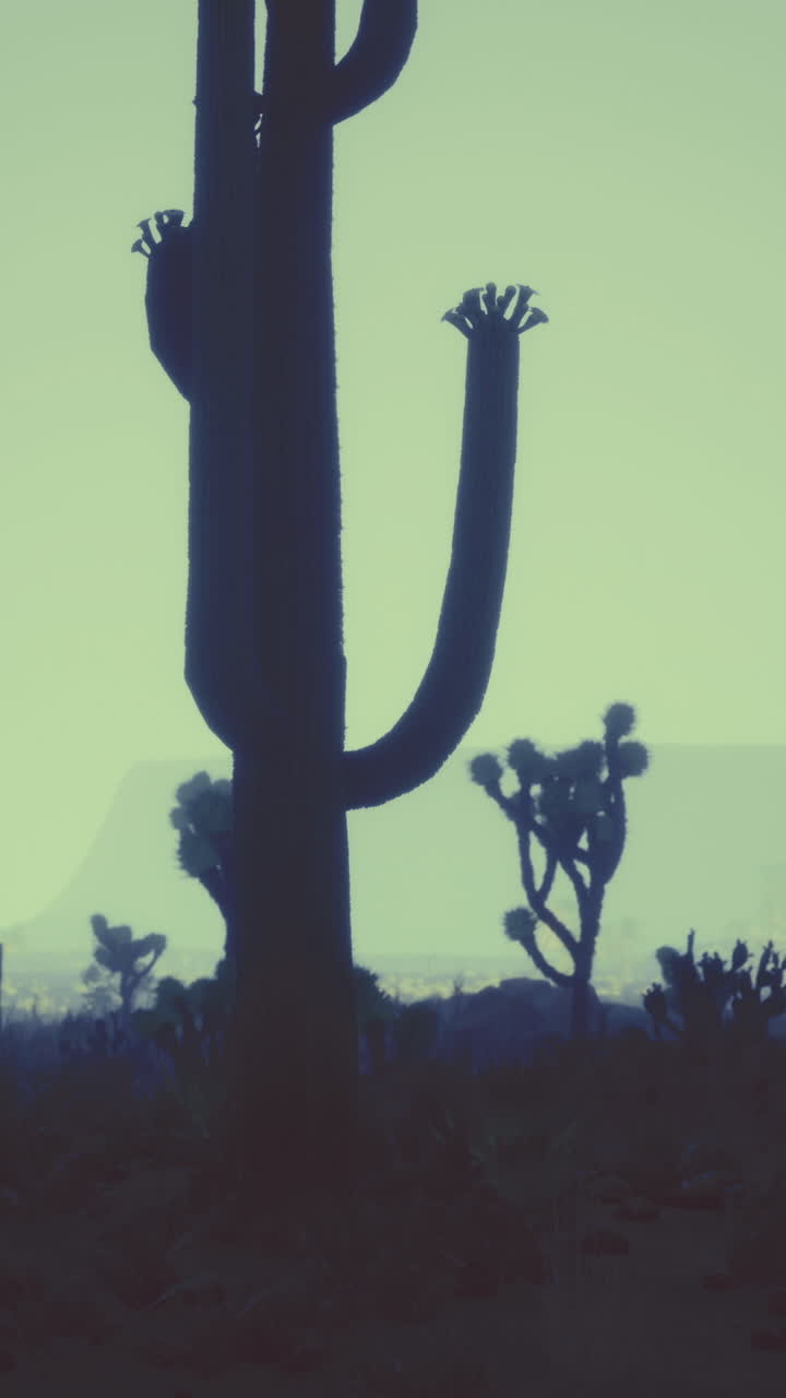 Tall cacti tower over the desert terrainbeneath a dusky sky