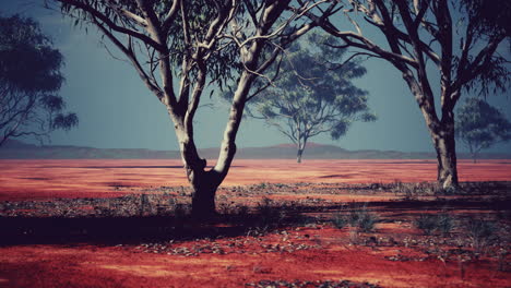 Desert-trees-in-plains-of-africa-under-clear-sky-and-dry-floor