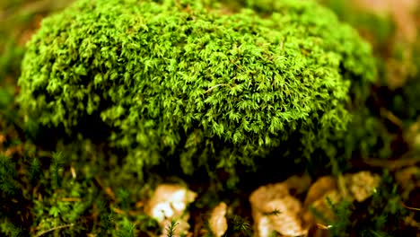 primer plano de musgo vibrante en una roca