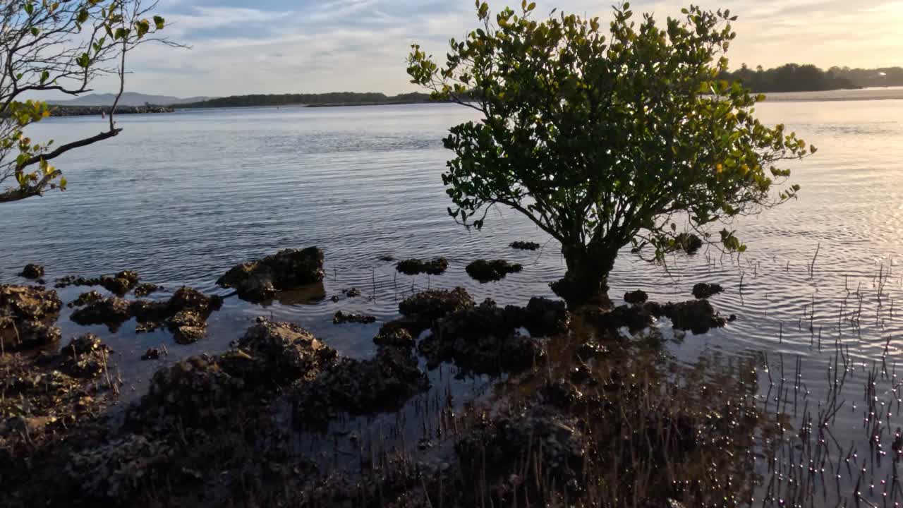맹그로브 나무의 진보는 새끼에서 성숙에 이르기까지입니다.