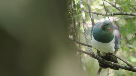 Neuseeland-Taube-Kereru-Im-Wald---Nahaufnahme