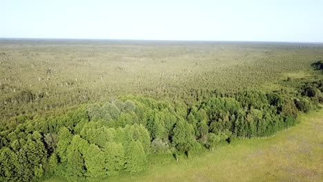 campo verde de bosque capturado por drones en estonia