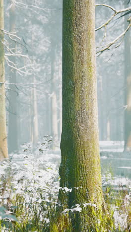 snowy forest with tall trees