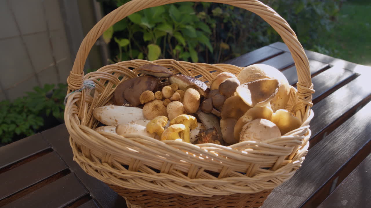 Various mushrooms in a basket with sunlight, picked in Switzerland
