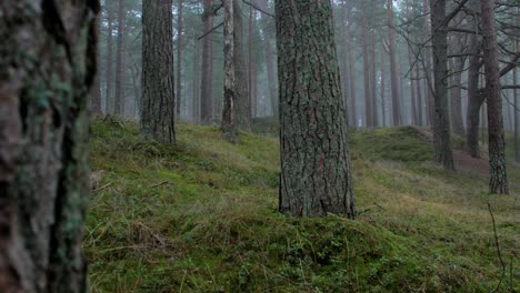 Bosque-De-Pinos-Silvestres-Con-Musgo-Verde-Y-Brezo-Bajo-Los-árboles,-Día-Nublado-Con-Niebla-Ligera,-Bosque-Nórdico,-Costa-Del-Mar-Báltico,-Concepto-Místico,-Toma-De-Muñeca-De-Mano-Mediana