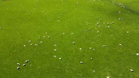 Aerial,-far-long-shot-of-herd-of-sheep-roaming-and-grazing-on-grass-field-in-New-Zealand