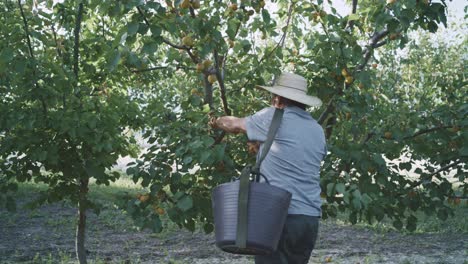 Farmer-harvesting-apricots-in-garden