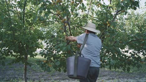 Farmer harvesting apricots in garden