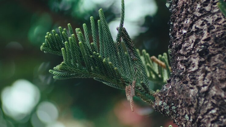Serin yeşil çam ağacı dallarının yakın çekimi.