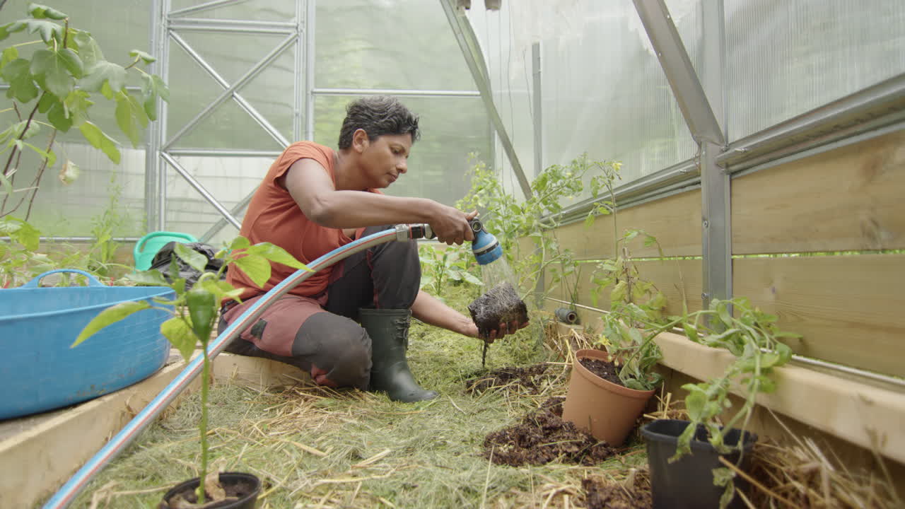 control deslizante - una atractiva mujer india plantando plantas de tomate en un invernadero