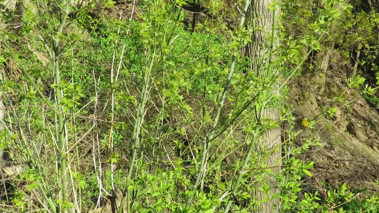 yellow finch hops on tree in Buffalo New York.