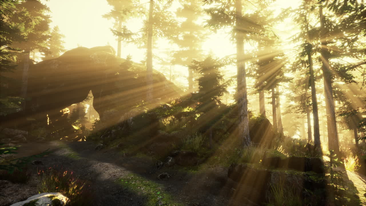 숲 속의 안개가 가득한 아침