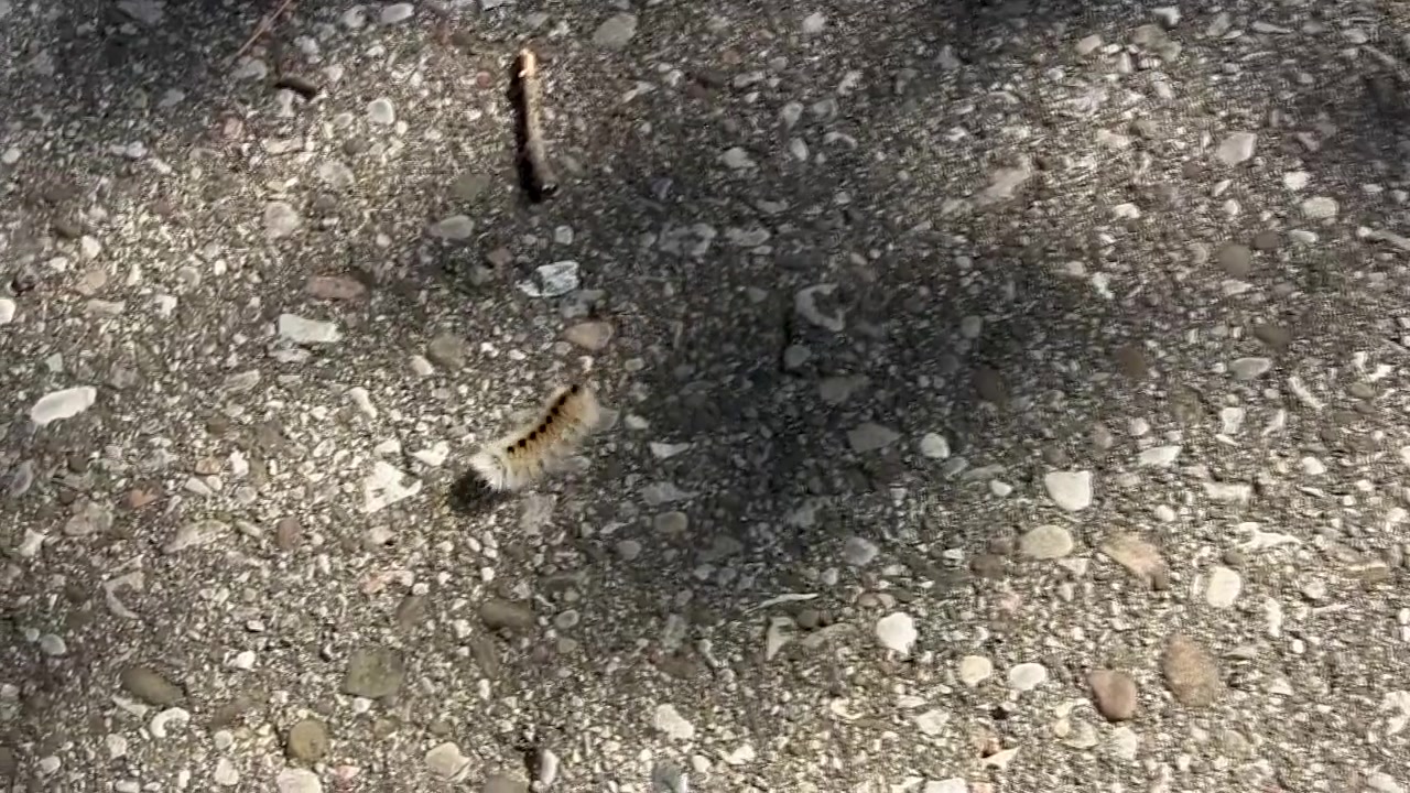 Un bruco si affretta su un sentiero pavimentato in una giornata di sole, con alcune ombre.