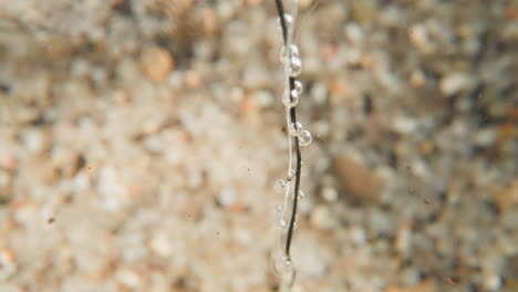Bubbles-hang-on-branch-and-thin-stalks-of-underwater-plant