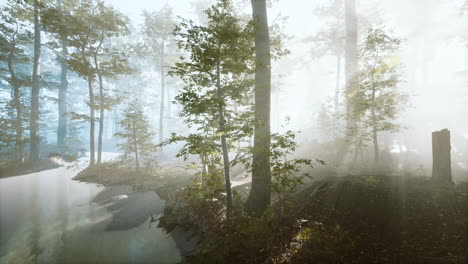 panoramic-view-of-the-majestic-forest-in-a-morning-fog