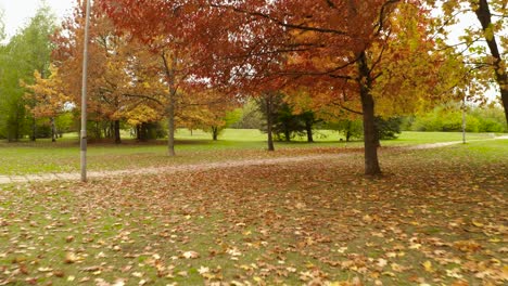 Drone-flying-under-beautiful-autumn-trees-while-leaves-fall-on-the-ground