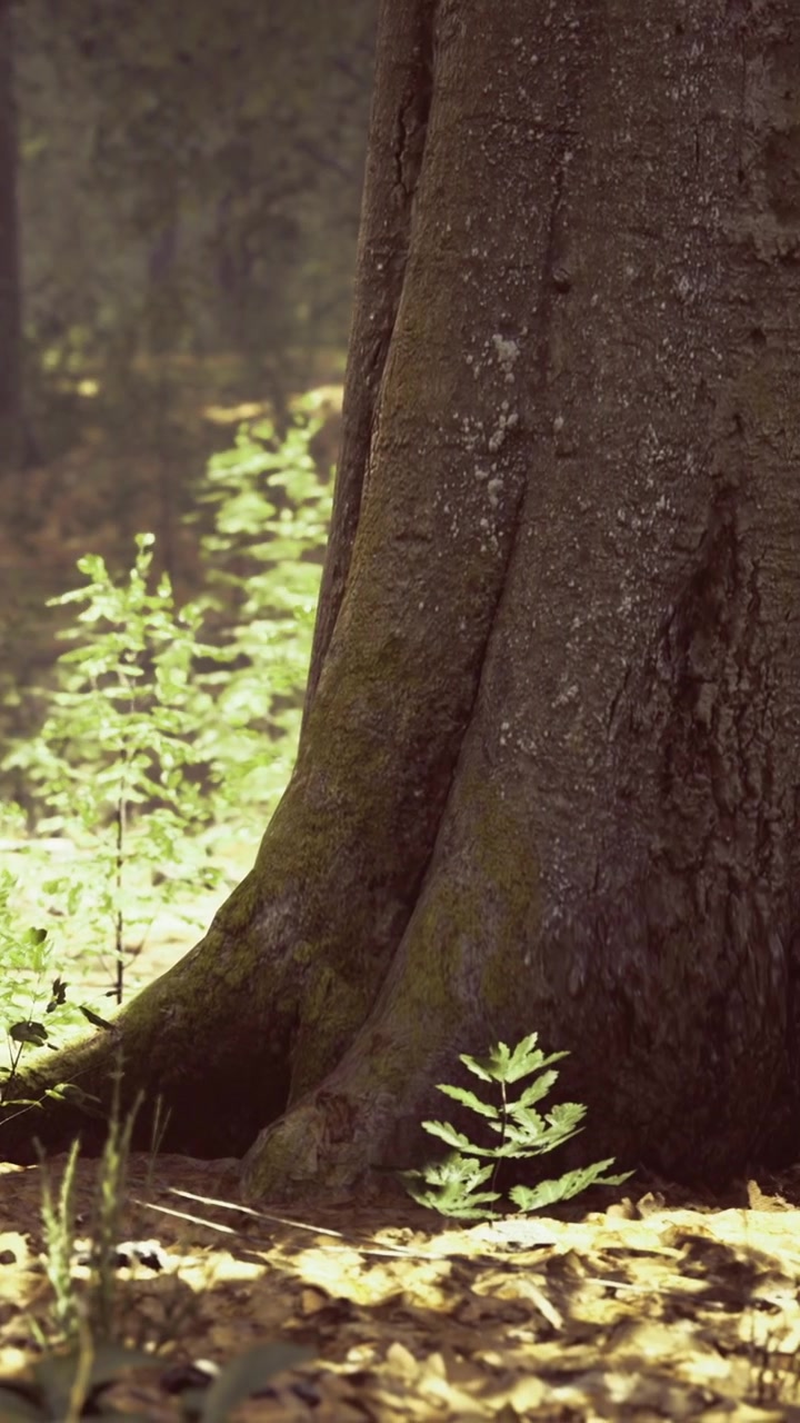 Light filters through trees in a forest during a sunny day in autumn