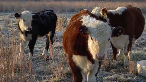 grupo de tres ganado hereford en miniatura mirando a la cámara, pastos al aire libre de invierno