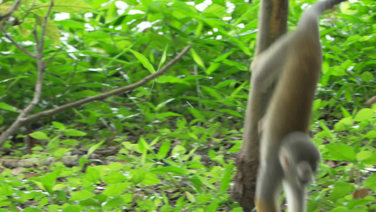 アマゾンで枝から枝へと飛び跳ねる野生のリスザル。