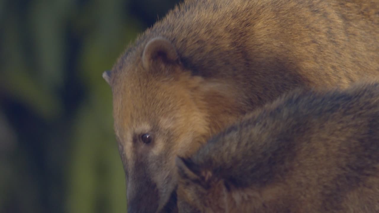 coatí sudamericano mira a la cámara, oliendo el aire con su larga nariz