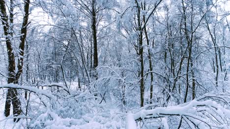 snowy branches in forest. winter fairy background