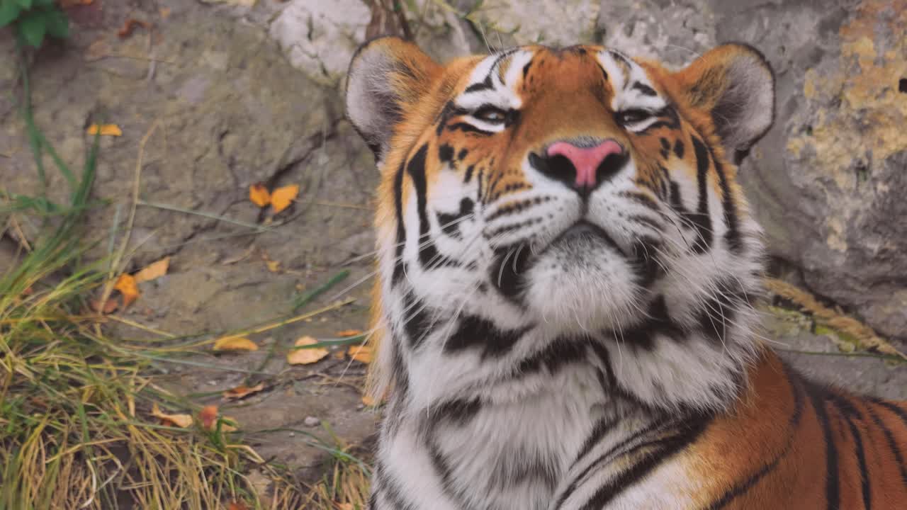 tigre siberiano de cerca. el tigre siberiano también se llamaba tigre de amur, tigre de manchuria, tigre de corea y tigre de usur, dependiendo de la región donde se observaban los individuos.