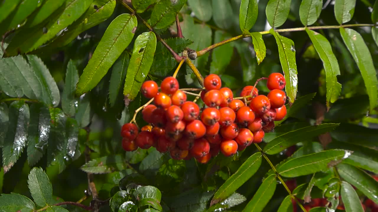 Closeup gliding around fresh cluster of rowan berries on leafy tree branch swaying in the wind slow motion. Green foliage leaves glisten in soft light after rain. Mountain ash fruit beginning to ripen