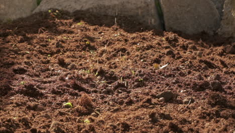 farmer seeding in organic agriculture cultivation, placing seed in farm slow motion