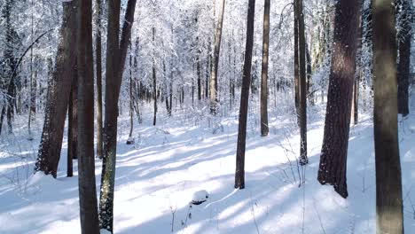 Flying-between-the-trees-in-snowy-forest-winter.