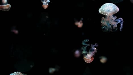 acuario de valencia 35
