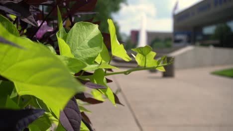 long shot of a planter with the gerald r ford museum in the background