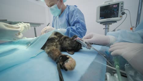 veterinarian surgeons in operating room doing cat neutering