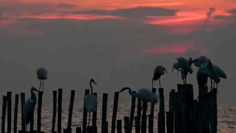 The-Great-Egret,-also-known-as-the-Common-Egret-or-the-Large-Egret