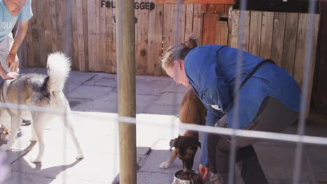 dog in a shelter with caucasian volunteer woman