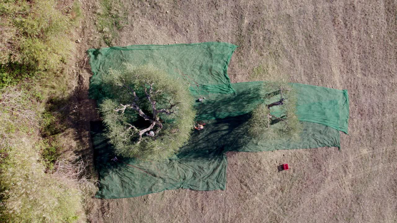 Veduta aerea di uliveti toscani in piena raccolta autunnale, Italia