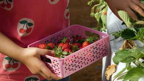 Erdbeergewächshausarbeiter-Hält-Korb-Mit-Geernteten-Bio-Erdbeeren-Und-Pflückt-Beeren-Von-Pflanze-Im-Modernen-Gewächshaus---Nahaufnahme-Mit-Händen-In-Zeitlupe