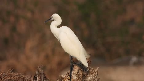 great egret chilling on pond area