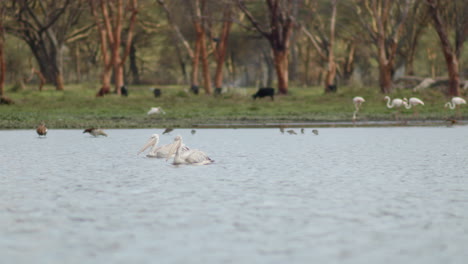 lake naivasha, kenya is home to a cornucopia of avian life