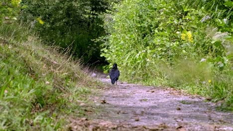 a crow walking down a lane looking for food , jumping in and out of focus