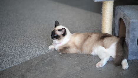 calm siam cat laying on carpet next to scratch tree