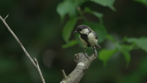 male japanese tit resting on branch with bokeh foliage at background