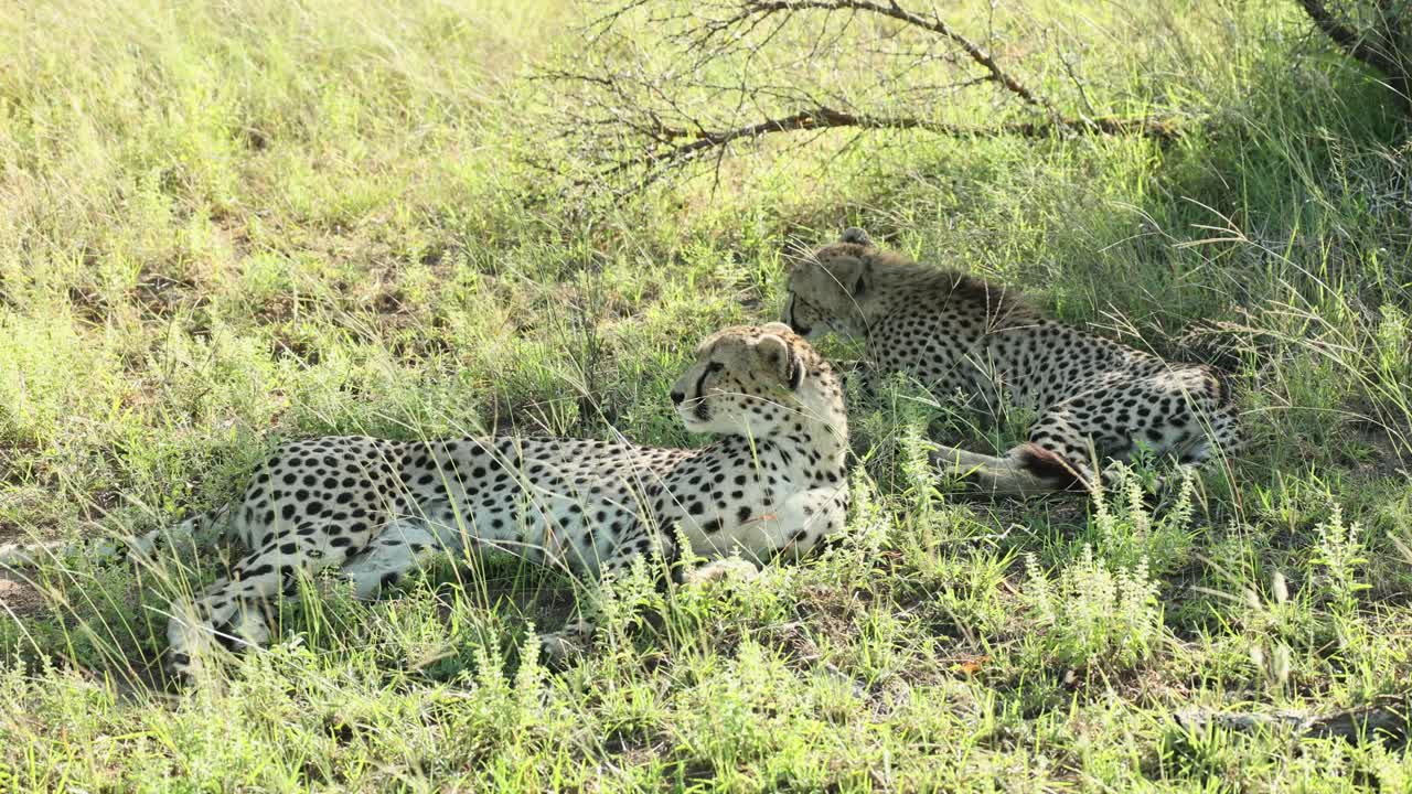 Wide shot of a mother cheetah lying with her cub in the green grass, Greater Kruger.