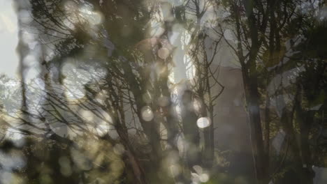 animación de bokeh sobre el bosque y las hojas.