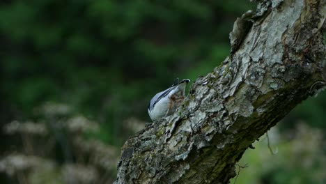 Moody scene of a beautiful black and white bird pecks away at the truck of a tree in the evergreen forest