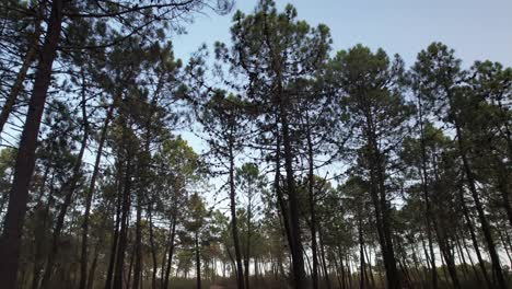 mystical dark forest wild nature wood tracking