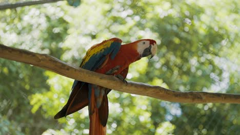 pretty colorful macaw ara perched on branch of tree in amazon forest during summer