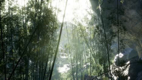 Lush-green-leaves-of-bamboo-near-the-shore-of-a-pond-with-stones.