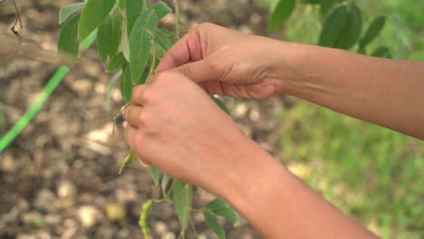 Frau-Pflückt-Gungo-Erbsen-Vom-Baum.-Gungo-Taubenerbsen-Auf-Einem-Baum.-Gesundes-Grünes,-Frisches-Protein.-Anbau-Geernteter-Botanischer-Garten